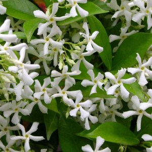 Jasmin du japon